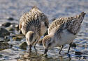 Calidris alba